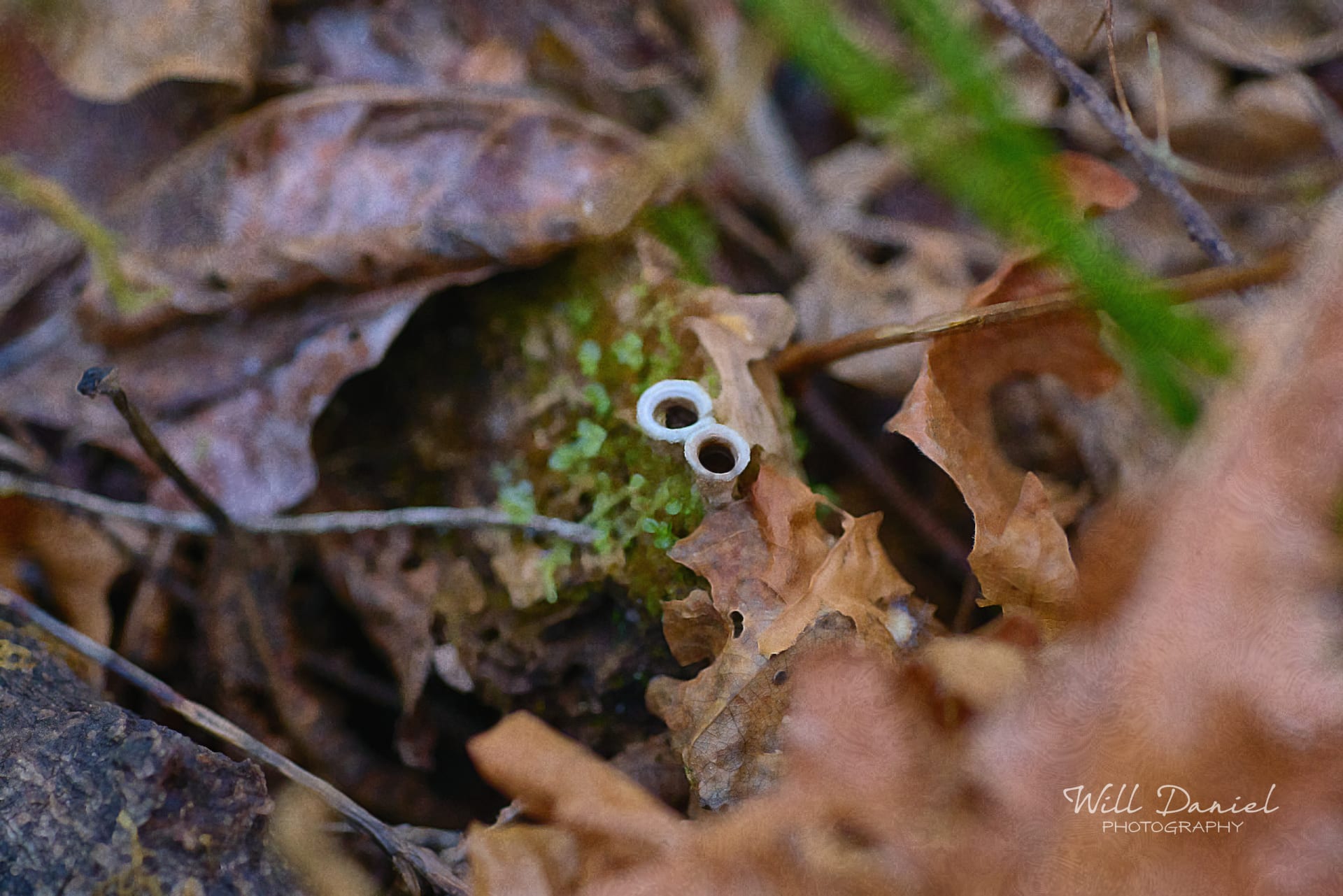 Beaver Lake Trail 135_O1